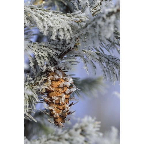 MI, Morning light on balsam fir cone with frost